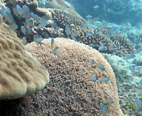 Scaly damselfish - 02/09/12