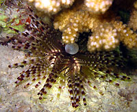 Banded sea urchin or double spined urchin - 19/01/13