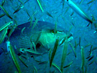 Red snapper  - 26/05/08