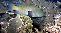 Peacock grouper  by night - 18/10/08