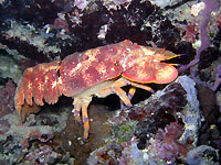Blunt slipper lobster - 19/01/13