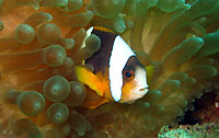 Madagascar clown fish in anemon - 23/01/14