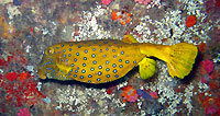 Yellox boxfish - 23/09/12