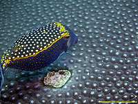 20/10/22 - Whitespotted boxfish on coral carpet - Tortuga - Bruno Deloffre