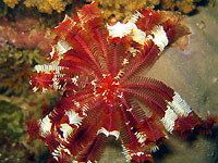 Crinoïde rouge déployée - 14/03/15