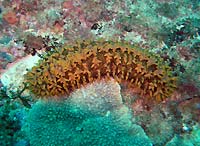 Sea cucumber - 10/01/07