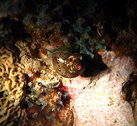 Site de plongée d'Atimoo Plongée Madagascar : Jardin de Corail