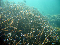 Ankaranjelita coral - 06/06/09