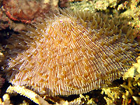 Mushroom coral showing off - 04/04/15