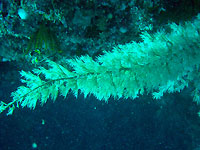 Black coral - 25/11/09