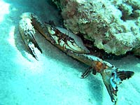 Blue swimmer crab - 04/04/07