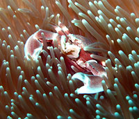 Coral crab in anemon - 17/02/13