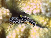 Coral crab - 23/04/14