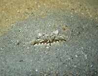 Box crab under sand - 13/02/16