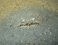 Crabe honteux sous le sable - 13/02/16