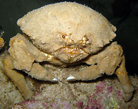 Not so sleepy sponge crab - 16/02/13