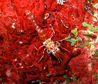 Symbiotic shrimp - 22/01/14