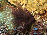 Crinoid on coral background - 07/04/20