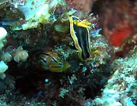 African nudibranch and Coleman nudibranch - 28/10/06