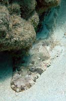 Crocodile fish on sand - 22/10/06