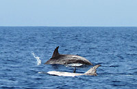 The Risso dolphins - 15/08/15