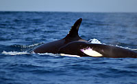 Two killer whales off Ifaty - 2018