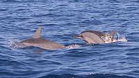Two spinner dolphins - 14/08/22