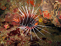 Clearfin lionfish - 18/03/12