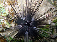 Diadem sea urchin, night star - 19/01/13