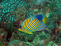 Regal angelfish - 26/05/08