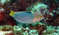 Checkerboard wrasse - 28/10/06