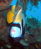 Emperor angelfish - 19/11/06