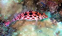 Pixy hawkfish on coral - 28/10/06