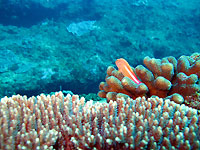 Arc-eye hawkfish watching out - 23/09/12