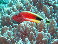 Freckled hawkfish on soft coral - 14/02/16