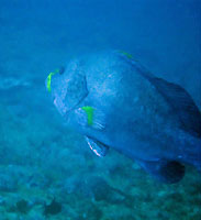 Blue-and-yellow grouper, blue in blue and yellow make-up - 30/10/14