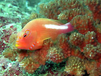 Arc-eye hawkfish - 22/03/15