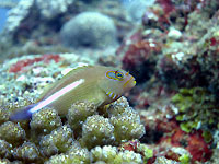 Arc-eye hawkfish watching from his lonely coral tower - 25/04/14