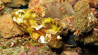 Yellow and brown leaf scorpion fish
 - 07/04/20