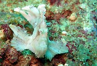 White leaf scorpionfish, face - 07/04/20