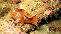 Orange scorpion leaf fish - 18/07/20