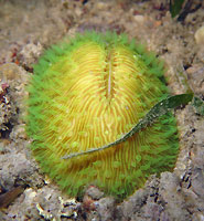 Bursting green mushroom coral - 27/12/15