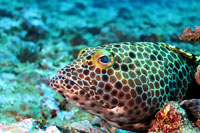 Honeycomb grouper, close-up - 06/10/23