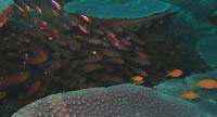 07/04/20 - Glassfish in the sweetlips rock at Tortuga - Tortuga - Fabrice Rozier