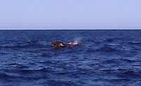 A pilot whale cruising to Mangily - 08/09/14