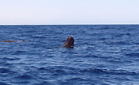 Pilot whale having a look at the above world - 08/09/14