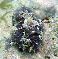 Painted frogfish? Giant? - 02/12/19