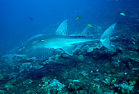 Big guitarfish - 18/12/07