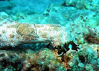 Striated sea cucumber - 25/10/06