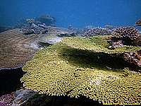 Nice acropora tables at Coral Garden - 20/10/22